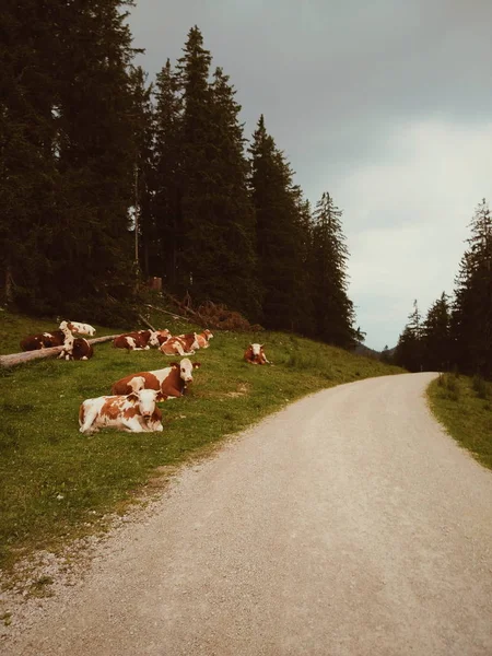 Vaches Alpines Reposant Près Route Par Jour Pluie — Photo