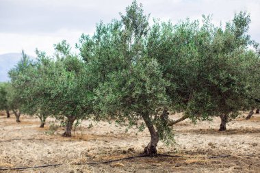 Zeytin ağacı yaklaş. Zeytin ağaçlarının fidanlığı. Yumuşak odak.