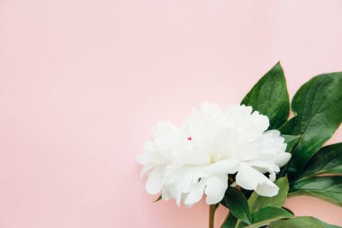 Pembe arka planda beyaz şakayık yakın plan. Çiçek tomurcuğu. Yumuşak odaklanma. Metin için boş yeri olan bir kartpostal şablonu.