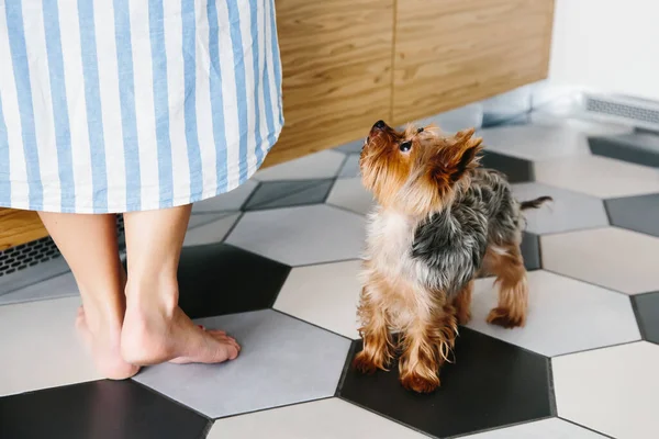 Yorkshire Terrier köpeği yemek beklerken sahibine bakar. Kadın bacakları ve köpeği yakın..