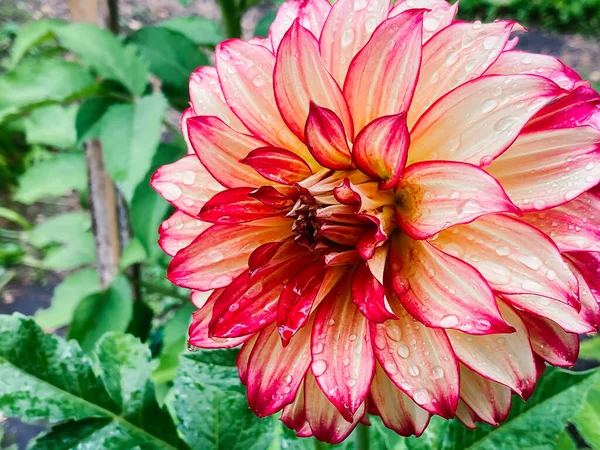 Kırmızı ve sarı çiçekli Dahlia tomurcuğu. Renkli fotoğraf, çiçek yaprakları tatlı su damlalarıyla yakın plan..