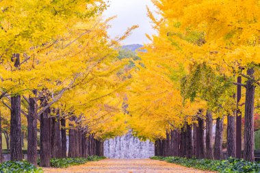 Ginkgo yol Bandai Azuma spor Park Fukushima Japonya