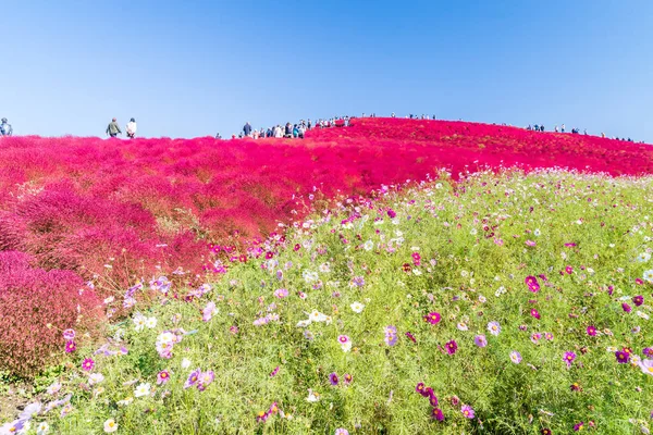 Kochia Cosmos Arbusto Con Paisaje Montañoso Montaña Hitachi Seaside Park —  Fotos de Stock