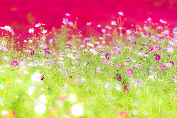 Kochia Cosmos Arbusto Com Paisagem Montanhosa Montanha Hitachi Seaside Park — Fotografia de Stock