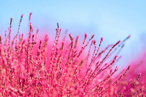 Kochia Cosmos Bush Hill Manzara Dağ Ibaraki Japonya Mavi Gökyüzü — Stok fotoğraf