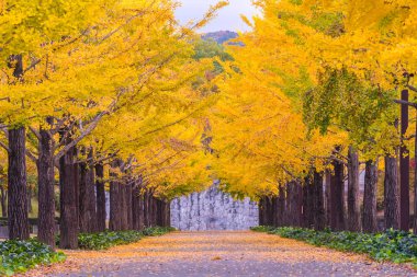 Ginkgo yol Bandai Azuma spor Park Fukushima Japonya