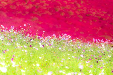 Kochia ve cosmos bush hill manzara dağ, Ibaraki, Japonya, mavi gökyüzü ile sonbahar yılında Hitachi Seaside Park ile