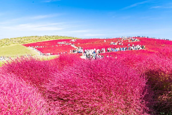 Kochia Cosmos Arbusto Con Paisaje Montañoso Montaña Hitachi Seaside Park —  Fotos de Stock