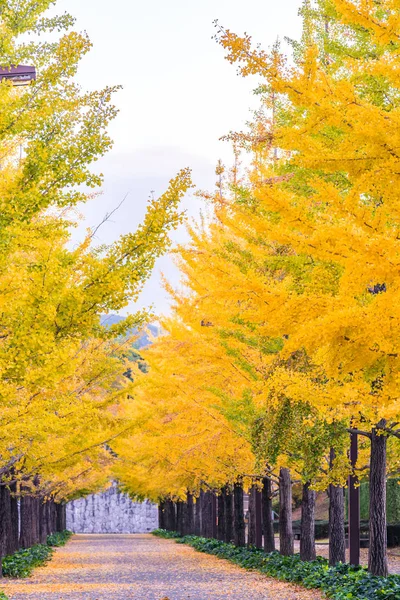 Ginkgo Road Bandai Azuma Sport Park Fukushima Japonia — Zdjęcie stockowe