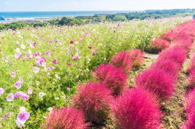 Hill Kochia ve cosmos Bush'larda dağ manzara, mavi ile sonbahar yılında Hitachi Seaside Park Ibaraki, Japonya gökyüzü