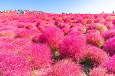 Hill Kochia ve cosmos Bush'larda dağ manzara, mavi ile sonbahar yılında Hitachi Seaside Park Ibaraki, Japonya gökyüzü