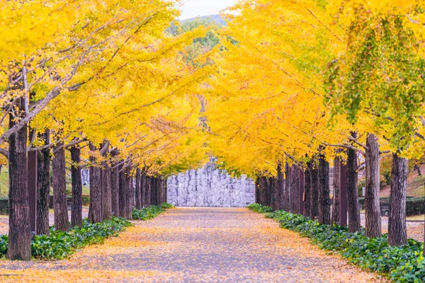 Ginkgo yol Bandai Azuma spor Park Fukushima Japonya