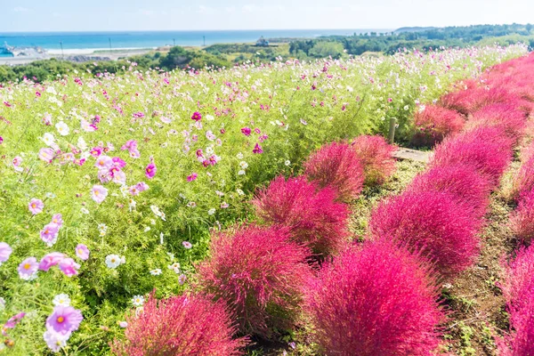 Kochia Cosmos Buissons Avec Montagne Paysage Hitachi Seaside Park Automne — Photo