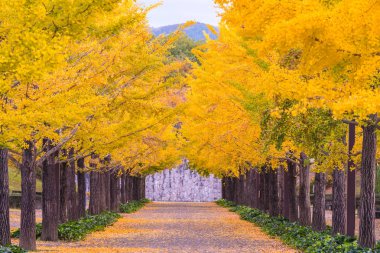 Ginkgo yol Bandai Azuma spor Park Fukushima Japonya