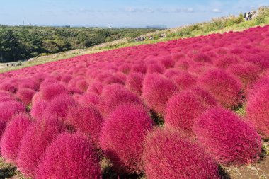 Kochia ve cosmos bush hill manzara dağ, Ibaraki, Japonya, mavi gökyüzü ile sonbahar yılında Hitachi Seaside Park ile