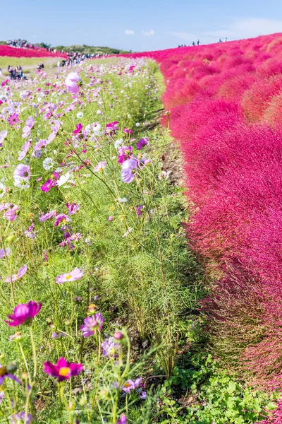 Kochia Cosmos Arbusto Con Paisaje Montañoso Montaña Hitachi Seaside Park —  Fotos de Stock