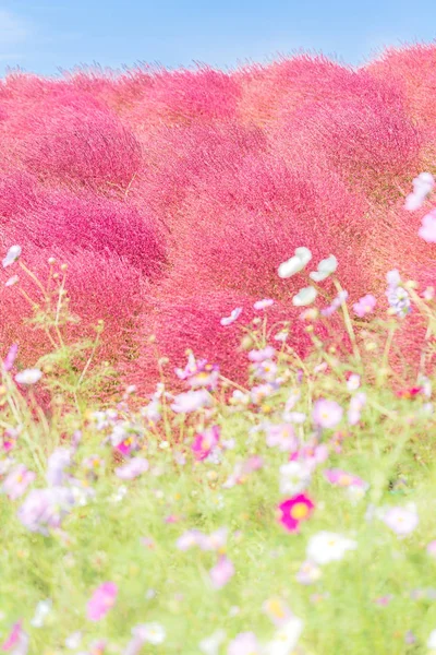 Kochia Cosmos Buisson Avec Montagne Paysage Hitachi Seaside Park Automne — Photo