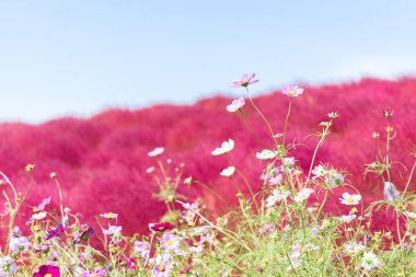 Kochia ve cosmos bush hill manzara dağ, Ibaraki, Japonya, mavi gökyüzü ile sonbahar yılında Hitachi Seaside Park ile