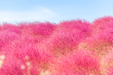 Kochia and cosmos bush with hill landscape Mountain,at Hitachi Seaside Park in autumn with blue sky at Ibaraki, Japan clipart