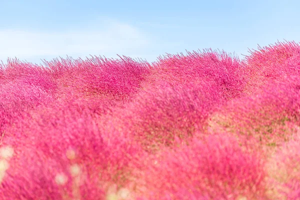 Kochia Cosmos Arbusto Con Paisaje Montañoso Montaña Hitachi Seaside Park — Foto de Stock