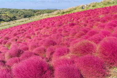 Kochia ve cosmos bush hill manzara dağ, Ibaraki, Japonya, mavi gökyüzü ile sonbahar yılında Hitachi Seaside Park ile