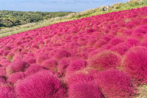 Kochia Cosmos Buisson Avec Montagne Paysage Hitachi Seaside Park Automne — Photo