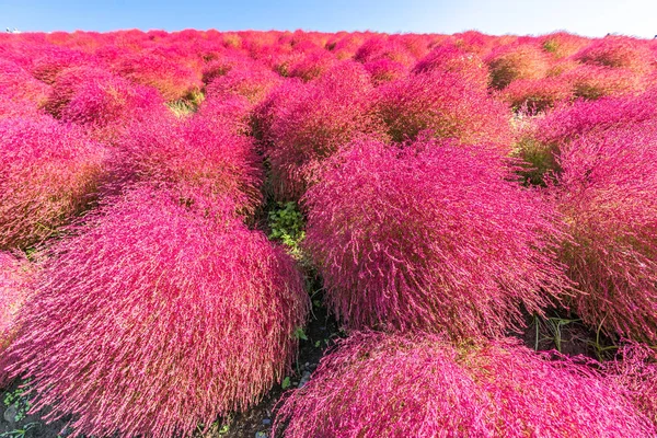 Kochia Cosmos Arbusto Con Paisaje Montañoso Montaña Hitachi Seaside Park —  Fotos de Stock