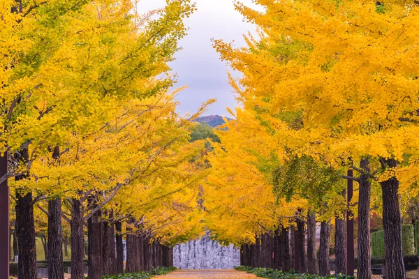 Ginkgo Road Bandai Azuma Sport Park Fukushima Japonia — Zdjęcie stockowe