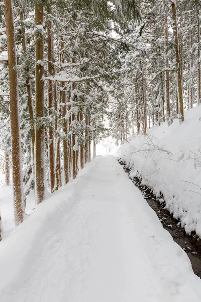 Paesaggio Invernale Della Pineta Yudanaka Nagano Chubu Giappone — Foto Stock