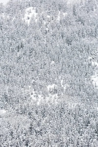 Paisagem Inverno Floresta Pinheiro Yudanaka Nagano Chubu Japão — Fotografia de Stock