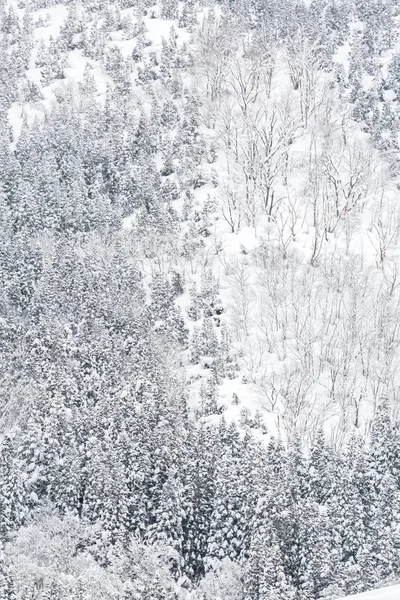 Paisagem Inverno Floresta Pinheiro Yudanaka Nagano Chubu Japão — Fotografia de Stock
