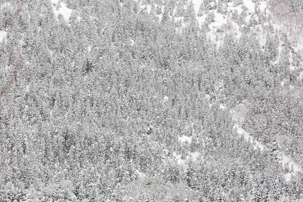 Paisagem Inverno Floresta Pinheiro Yudanaka Nagano Chubu Japão — Fotografia de Stock