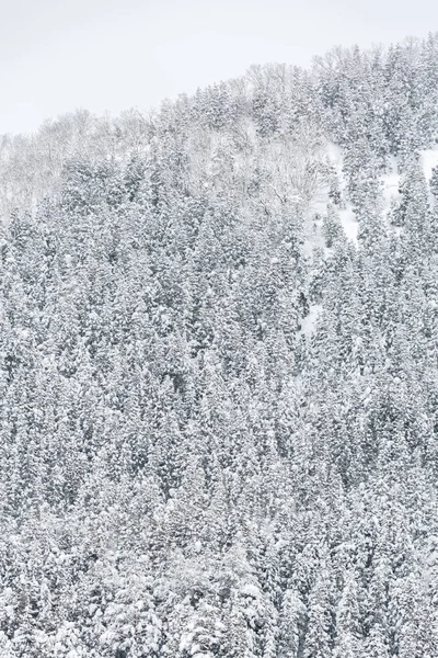 Paisaje Invernal Del Bosque Pinos Yudanaka Nagano Chubu Japón —  Fotos de Stock