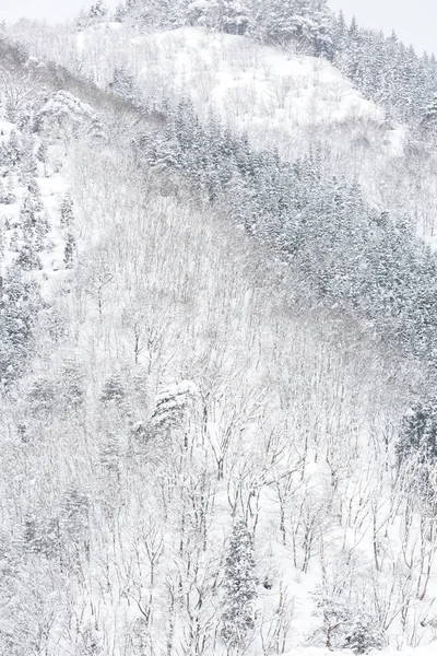 Zimní Krajina Borových Lesů Shirakawago Chubu Japonsko — Stock fotografie