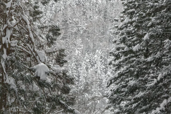 Paisaje Invernal Del Bosque Pinos Yudanaka Nagano Chubu Japón — Foto de Stock