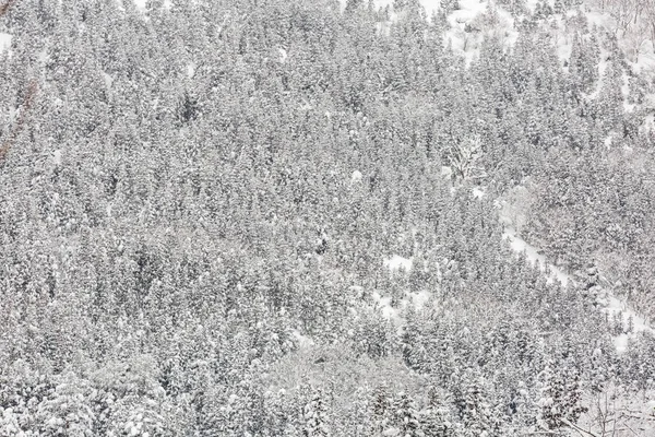 Paisaje Invernal Del Bosque Pinos Shirakawago Chubu Japón —  Fotos de Stock