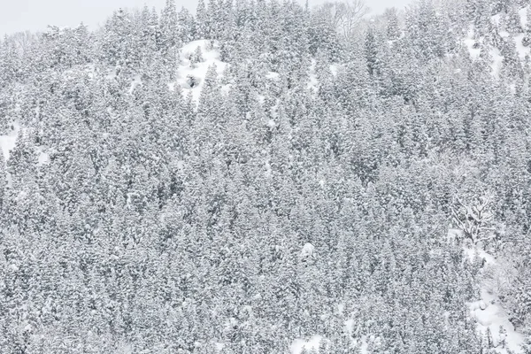 Zimní Krajina Borových Lesů Shirakawago Chubu Japonsko — Stock fotografie