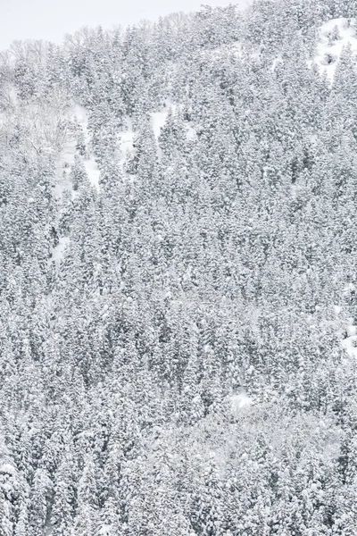 Paisaje Invernal Del Bosque Pinos Shirakawago Chubu Japón — Foto de Stock