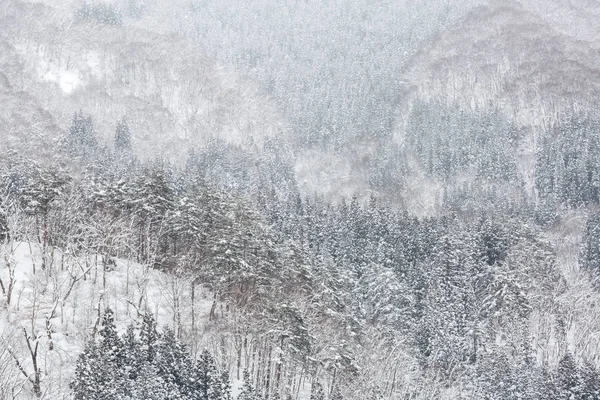 Zimní Krajina Borových Lesů Shirakawago Chubu Japonsko — Stock fotografie