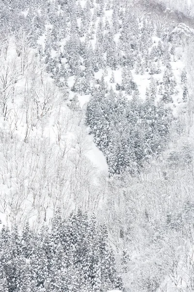 Paisaje Invernal Del Bosque Pinos Shirakawago Chubu Japón — Foto de Stock