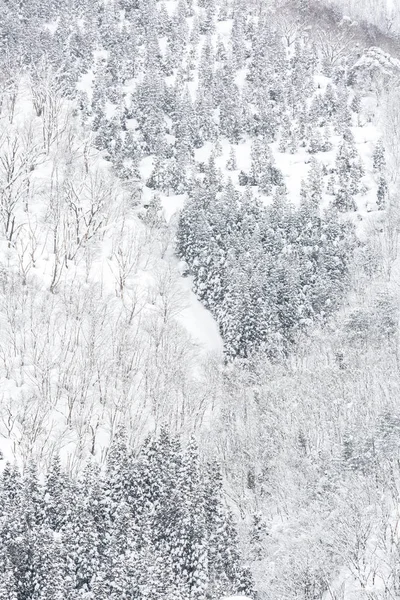 Paesaggio Invernale Della Pineta Shirakawago Chubu Giappone — Foto Stock