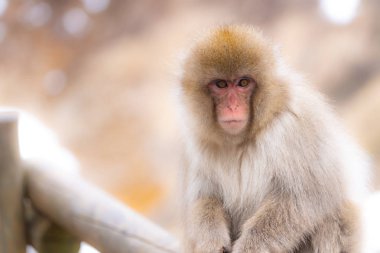 Japon Kar Maymunu Macaque sıcak baharda Onsen Jigokudan Maymun Parkı, Nakano, Japonya