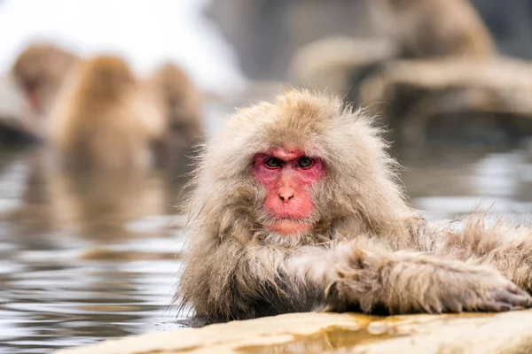 Japanese Snow Monkey Macaque Hot Spring Onsen Jigokudan Monkey Park — Stock Photo, Image