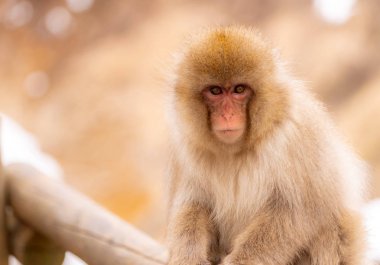 Japon Kar Maymunu Macaque sıcak baharda Onsen Jigokudan Maymun Parkı, Nakano, Japonya