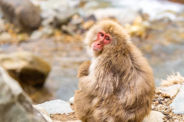 日本中野的日本雪猴公园 温泉里的日本雪猴 — 图库照片