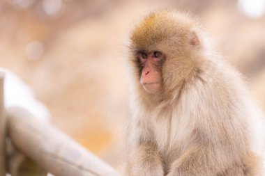 Japon Kar Maymunu Macaque sıcak baharda Onsen Jigokudan Maymun Parkı, Nakano, Japonya