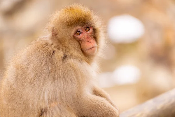 Ιαπωνική Μαϊμού Χιονιού Macaque Θερμή Άνοιξη Onsen Jigokudan Μαϊμού Πάρκο — Φωτογραφία Αρχείου