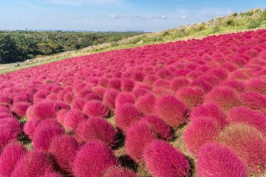 Kochia ve cosmos bush hill manzara dağ, Ibaraki, Japonya, mavi gökyüzü ile sonbahar yılında Hitachi Seaside Park ile