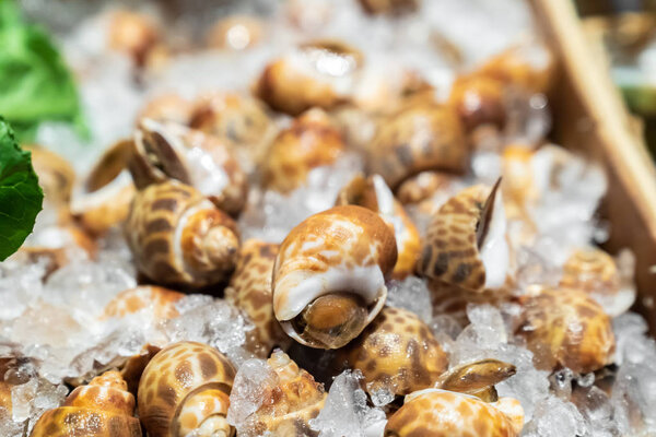 Fresh Areola Babylon snails in seafood on ice buffet bar