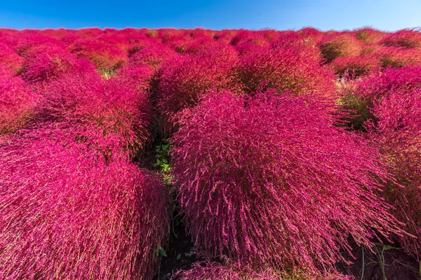 Kochia Cosmos Arbusto Con Paisaje Montañoso Montaña Hitachi Seaside Park —  Fotos de Stock